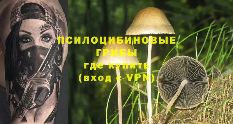 Галлюциногенные грибы Psilocybe  сколько стоит  Менделеевск 